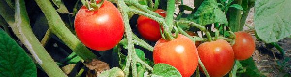 Luscious tomatoes from 47th Avenue Farm, Portland, Oregon