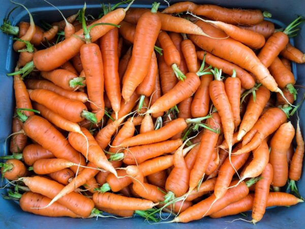 Crunchy carrots: 47th Avenue Farm, Portland Oregon (photo by Matt Giraud)