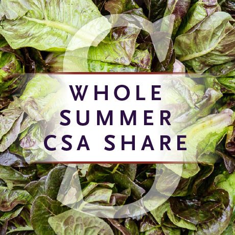 47th Avenue Farm's Whole Summer CSA Share – great for families