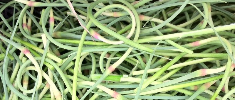 Garlic scapes at 47th Ave Farm