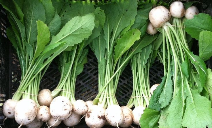 Hakurei Salad Turnips at 47th Ave Farm