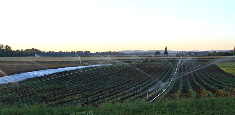 Grand Island watering at sunset