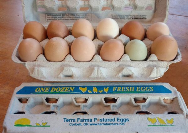 One dozen beautiful eggs in 47th Avenue Farm's Pro-rated Egg CSA