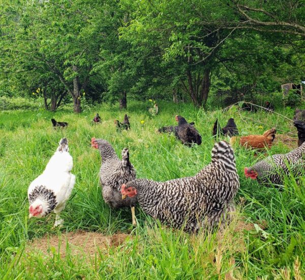 Hens enjoying the freedom to range -- 47th Avenue Farm's Pro-rated Egg CSA