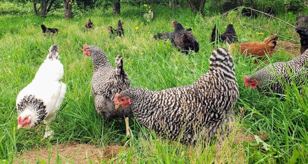 Hens enjoying the freedom to range -- 47th Avenue Farm's Pro-rated Egg CSA