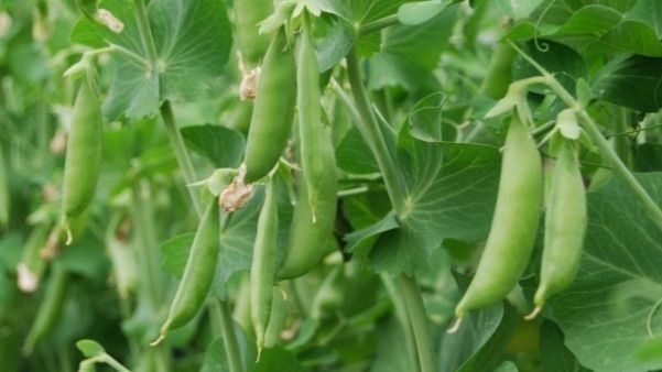 Summer peas at 47th Ave Farm