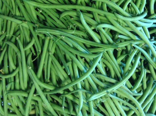 Fresh green beans from 47th Avenue Farm