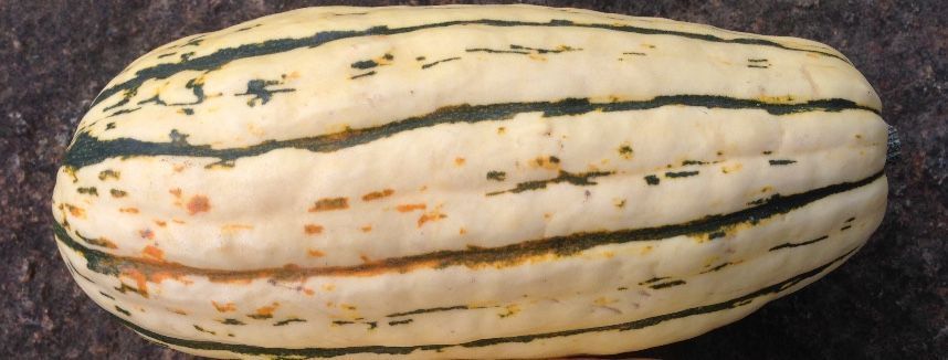 Delicata squash from 47th Avenue Farm