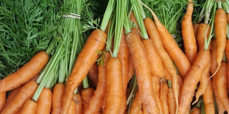Delicious carrots from 47th Ave Farm