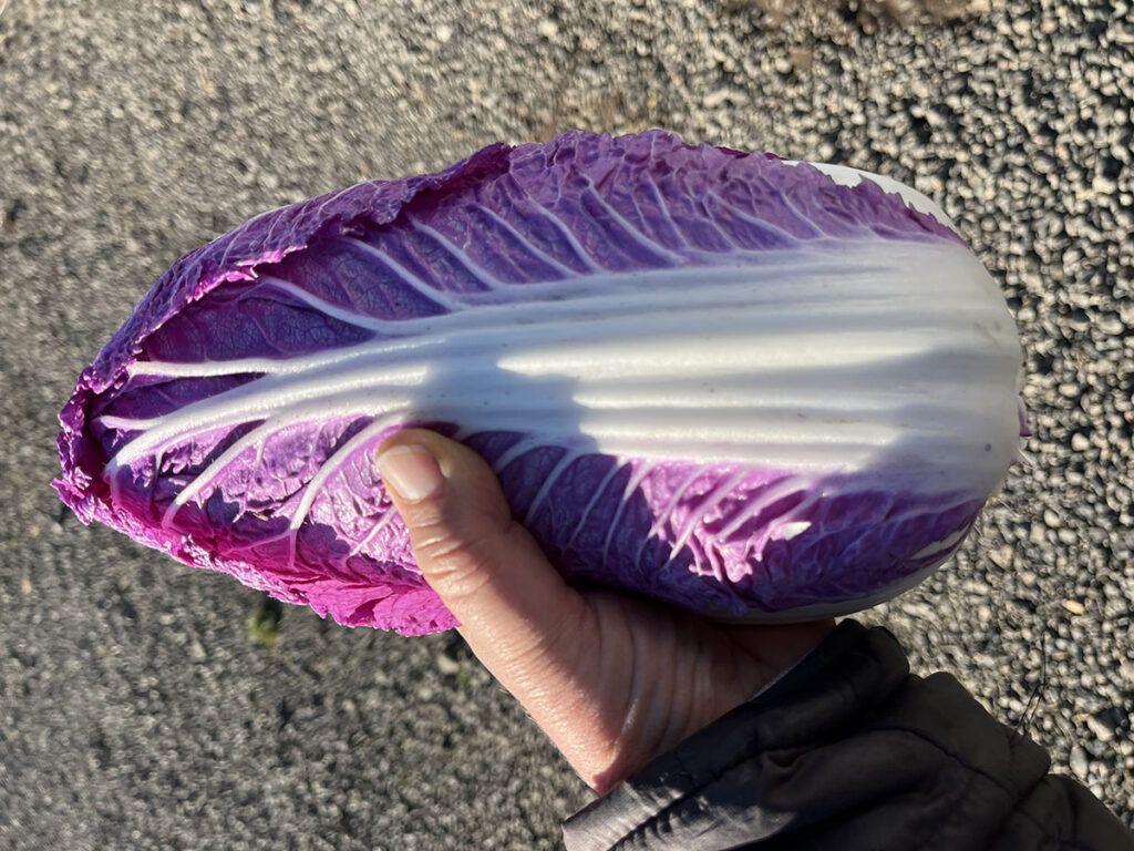 Merlot Napa Cabbage from 47th Avenue Farm