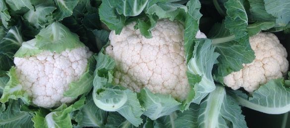 Cauliflower from 47th Ave Farm