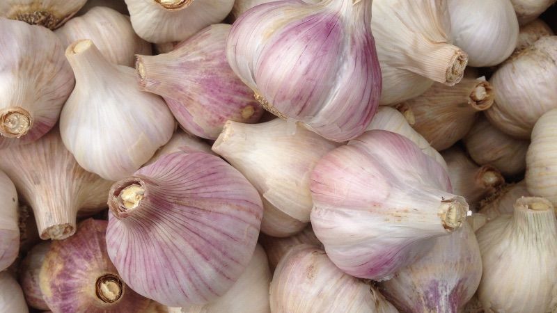 Winter Garlic from 47th Avenue Farm