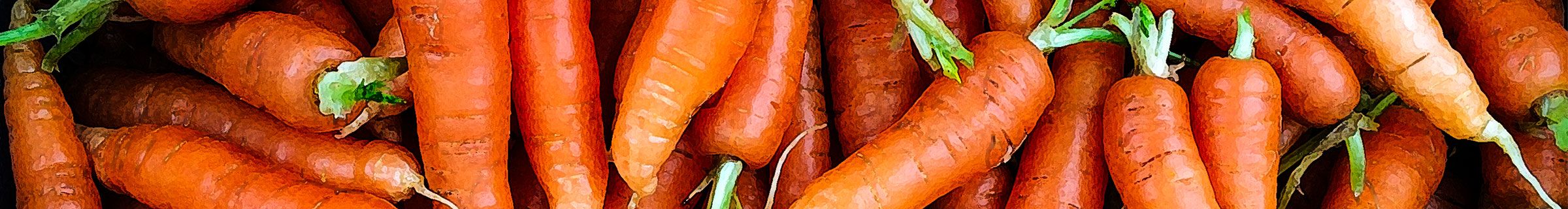 47th Avenue Farm CSA Carrots | Portland Oregon