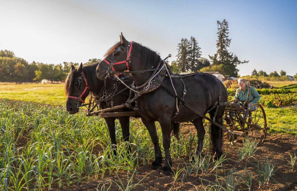 Laura and her draft horses, 47th Ave Farm, Portland, Oregon. Photo by Shawn Lineman