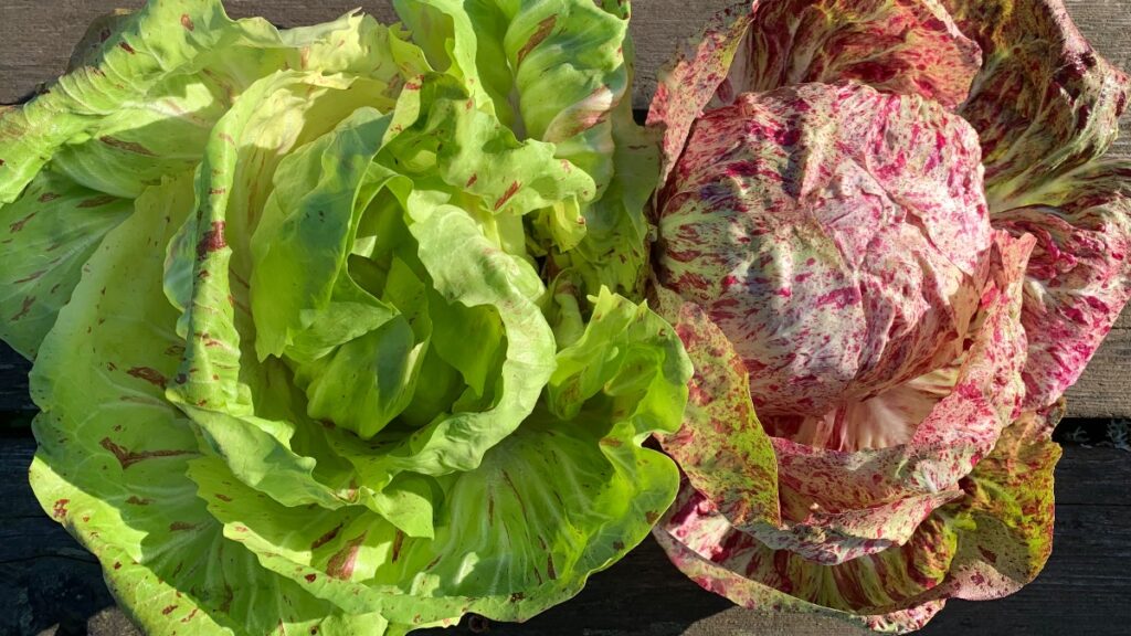 47th Avenue Farm CSA Radicchio Mix | Portland Oregon