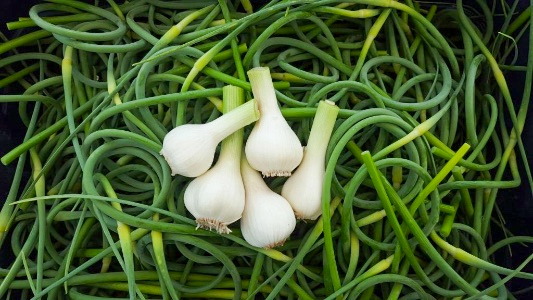 Featured image for “In our first Summer CSA share”
